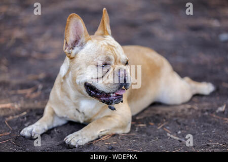 Muddy French Bulldog Male Cooling Down. Stock Photo