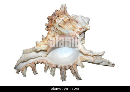 Ramose Murex a.k.a. Branched Murex Chicoreus ramosus Stock Photo