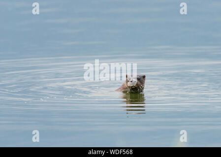 Otter swimming in Cresswell Northumberland Stock Photo