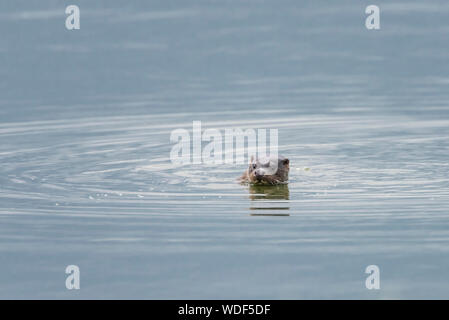 Otter swimming in Cresswell Northumberland, head just above water. Stock Photo