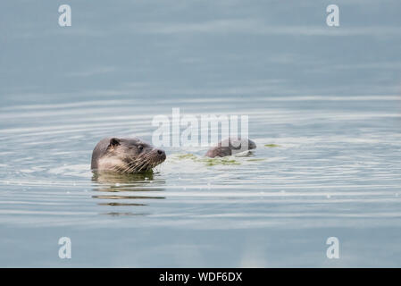 Otter swimming in Cresswell Northumberland, head and tail showing out of the water. Stock Photo