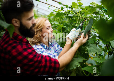 Farmer family picking organic vegetables in garden Stock Photo