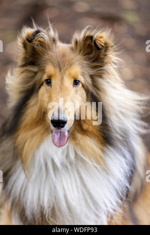Shetland Sheepdog (AKA Sheltie) Tri Color Male Portrait Stock Photo