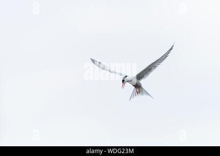 Common Terns, Sterna hirundo, at Greenwich Ecology park. Hovering against a white sky. Stock Photo