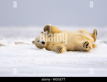 Polar bear cub (Ursus maritimus), Kaktovik, Alaska, North America Stock Photo