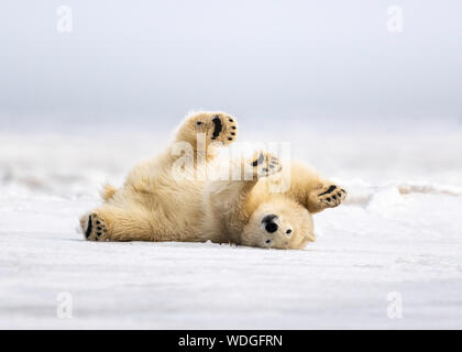 Polar bear cub (Ursus maritimus), Kaktovik, Alaska, North America Stock Photo