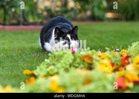 Cat playing in the garden on the summer grass. Stock Photo