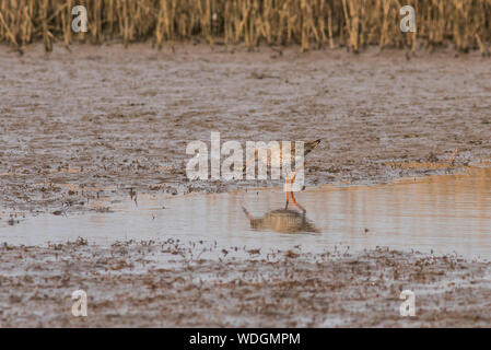 Redshank, tringa totanus, wading in a muddy pool, reflection in water. Stock Photo