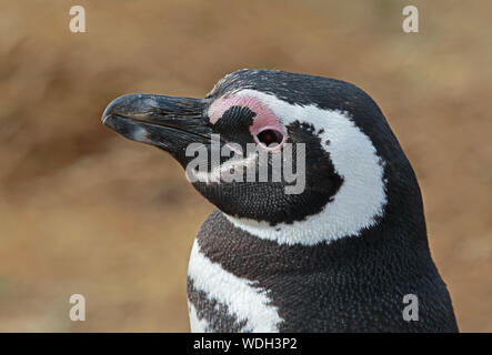 Magellanic Penguin (Spheniscus magellanicus) close up of adult  Isla Magdalena, Chile             January Stock Photo