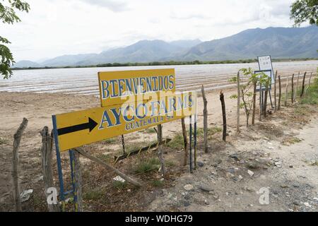 Usumatlan, Zacapa, Guatemla. 10th Aug, 2019. The Guatemalan division of Ayco Farms, an organic fruit and vegetable grower based in Pompano Beach, Florida USA who imports products from Guatemala, Honduras and Costa Rica The southern foothills of the Rocky Mountains are in the background. Credit: Bob Daemmrich/ZUMA Wire/Alamy Live News Stock Photo