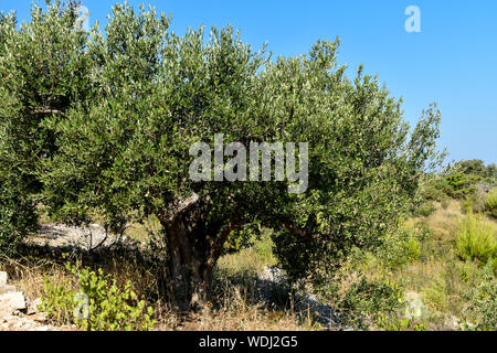 Old olive tree trunk, roots and branches. Stock Photo