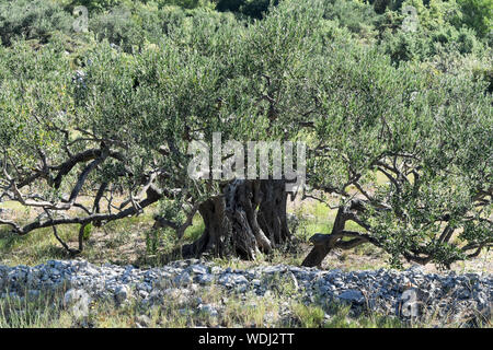Old olive tree trunk, roots and branches. Stock Photo