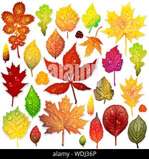 Colorful leaves set on white background vector Stock Vector