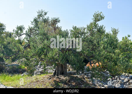 Old olive tree trunk, roots and branches. Stock Photo