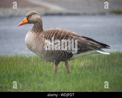 Anser anser - Greylag goose, a species of grey or gray goose in Iceland. Stock Photo