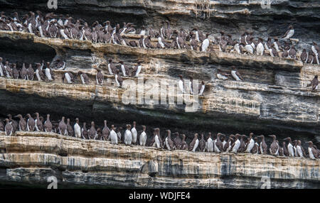 Uria aalge - Common Guillemots (or Common Murres) standing in a dense colony along ledges on cliff face. Coast of Ireland. Stock Photo