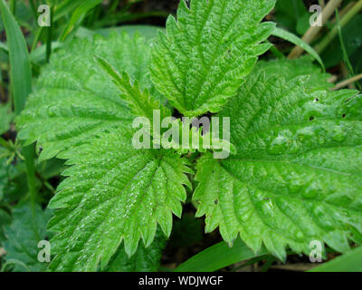 The young leaves of fresh green stinging nettles.  Stock Photo