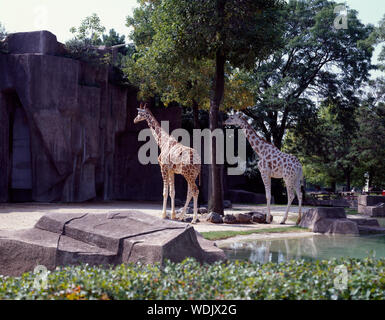 Giraffes at the Milwaukee County Zoo, Wisconsin Stock Photo