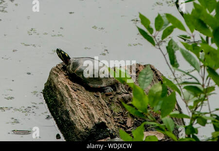 On the log Stock Photo