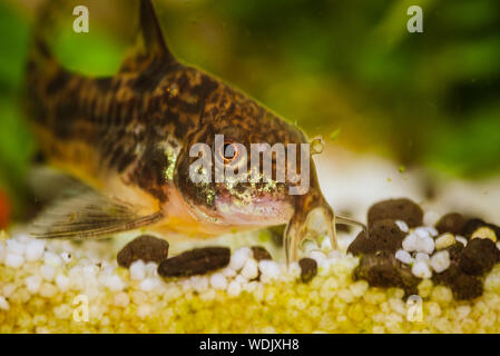 Leopard corydoras aquarium fish. Home aquarium Stock Photo