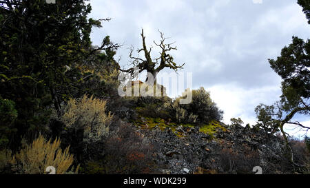 A lone, barren tree on Smith Rock in Oregon awaits an approaching storm. Stock Photo