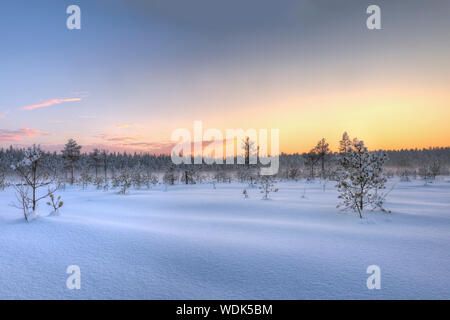 Frosty morning in raised bog. Landscape with the frozen plants. Latvia. Stock Photo