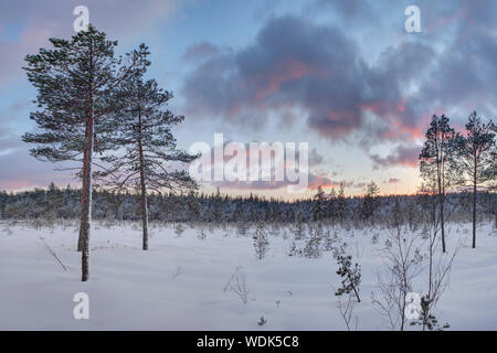 Frosty morning in raised bog. Landscape with the frozen plants. Latvia. Stock Photo