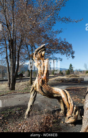 Gnarled wood, with the appearance of driftwood, in a corner lot of the town of Mt. Shasta, near the famous mountain of the same name in Siskiyou County, California Stock Photo
