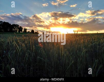 Scenic View Of Field Against Sky At Sunset