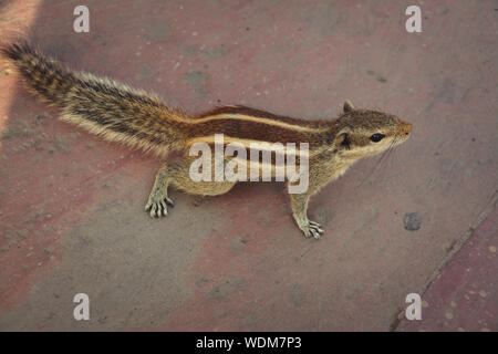 Cute little squirrel playing Stock Photo