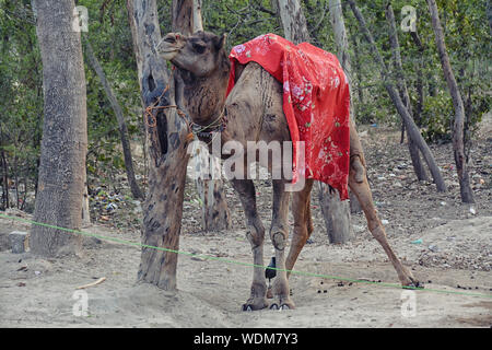 Camel resting near the entrance in Taj Mahal Stock Photo