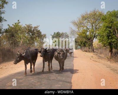 Group of water buffalo walking down road in Khajuraho, Madhya Pradesh, India, Asia Stock Photo