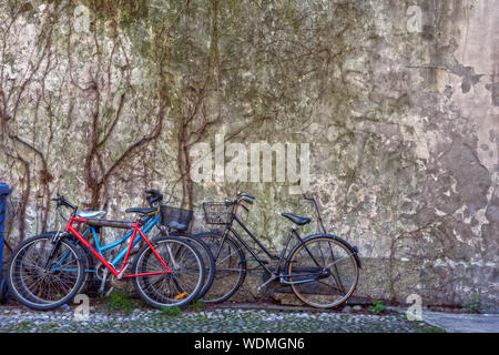 Bicycles against background of an old wall covered with dry ivy Stock Photo