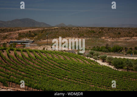 Mountains and hills covered by agricultural vineyards in Baja California Mexico formed by semicircular rows Stock Photo