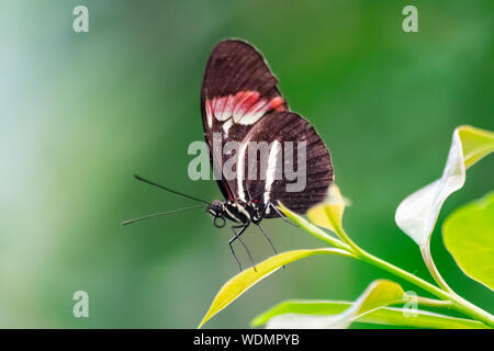 Heliconius melpomene butterfly, the postman butterfly, common postman or simply postman Stock Photo