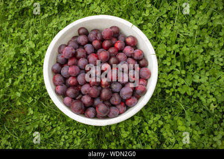 Ripe plums in a white bowl on grass. View from above Stock Photo