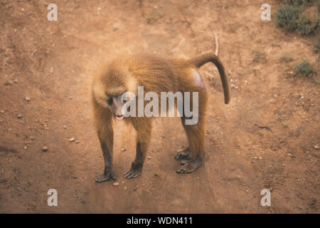 Lone adult Guinea Baboon walks across dusty muddy ground Stock Photo