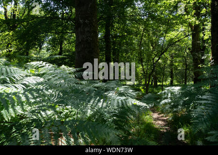 New Forest Hampshire England Stock Photo