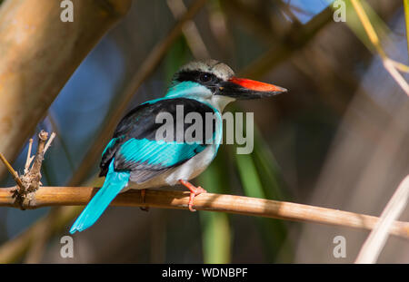 Close up of a Blue-breasted Kingfisher (Halcyon malimbica) sat on bamboo in the sun, The Gambia West African. Stock Photo