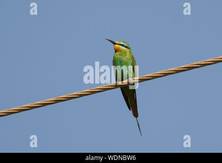 Blue-cheeked Bee-eater (Merops persicus) sat on a wire in the sun in The Gambia West Africa Stock Photo