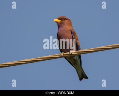 Broad-billed Roller (Eurystomus glaucurus) sat on overhead wires in The Gambia West Africa Stock Photo