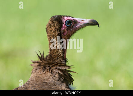 Close up photo of the head of a Hooded Vulture (Necrosyrtes monachus) in The Gambia West Africa. Stock Photo