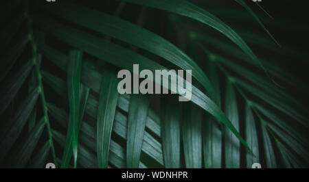 Deep dark green palm leaves pattern. Creative layout, toned image filter effect, long horizontal size banner Stock Photo