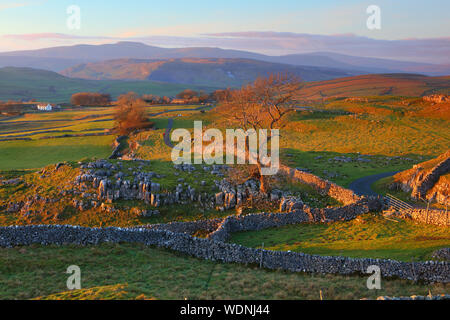 Warm Evening light bathing a Tree growing out of the Limestone Pavement at Winskill Stones, Yorkshire Dales National Park, England. Great Britain Stock Photo