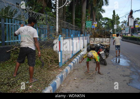 Kolkata, India. 29th Aug, 2019. Municipal men are cleaning the trimmed tree branches from footpath and road at Sector V. (Photo by Biswarup Ganguly/Pacific Press) Credit: Pacific Press Agency/Alamy Live News Stock Photo