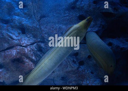 Gymnothorax funebris. A large green moray, Stock Photo