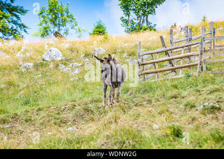 Donkey on Vlasic mountain in Bosnia and Herzegovina Stock Photo