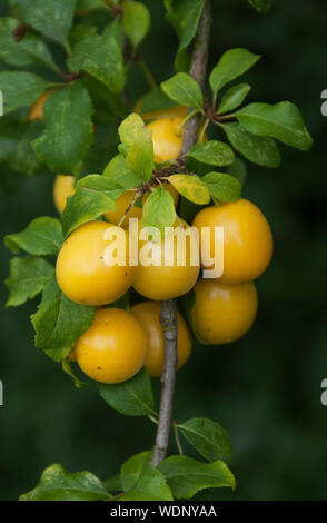 Mirabelle de Nancy Prunus domestica subsp. syriaca,Mirabelle plum, also known as mirabelle prune or cherry plum  is a cultivar group of plum trees of