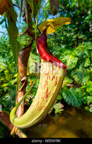 Nepenthes truncata,carnivorous plant,nepenthes truncata Stock Photo
