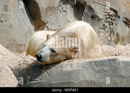 Polar bear lying on a plateau, Latin ursus maritimus Stock Photo